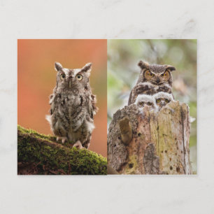 Owls Postcard Postkarte