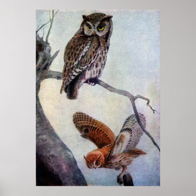 Owls Poster (Vorne)