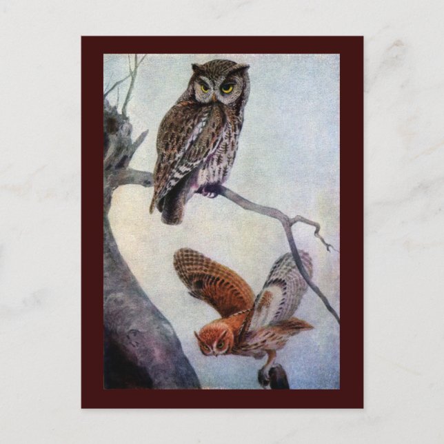Owls Postkarte (Vorderseite)