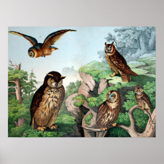 Owls Vintag Poster