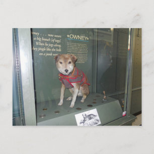 Owney National Post Museum Mascot Postkarte