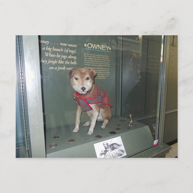Owney National Post Museum Mascot Postkarte (Vorderseite)