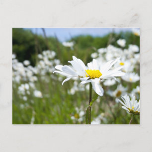 Ox-eye Daisies   Blume Postkarte