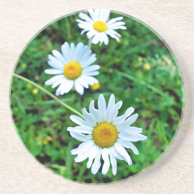 Ox-Eye Daisies Getränkeuntersetzer (Vorne)