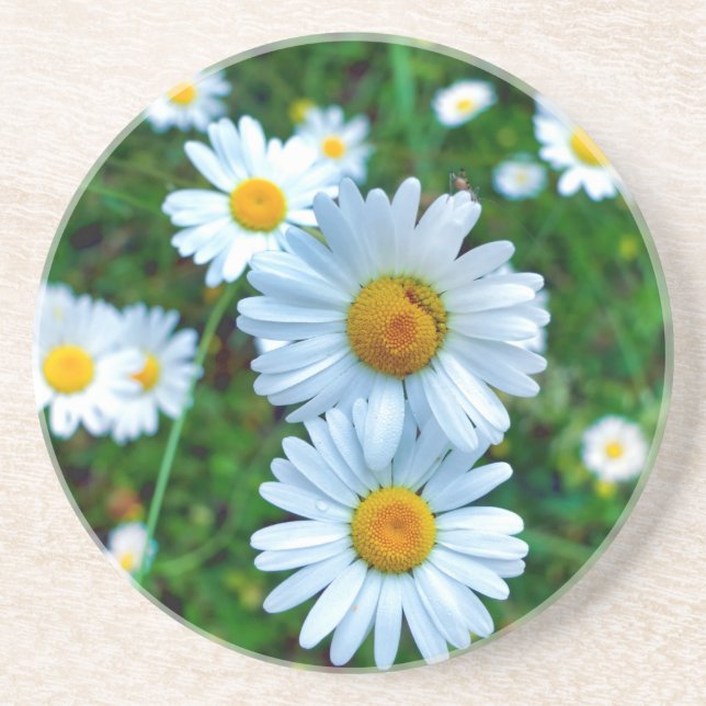 Ox-Eye Daisies Getränkeuntersetzer (Vorne)