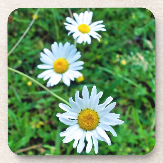 Ox-Eye Daisies Getränkeuntersetzer (Vorderseite)