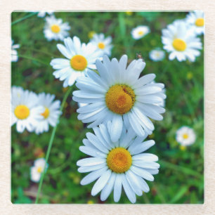 Ox-Eye Daisies Glasuntersetzer