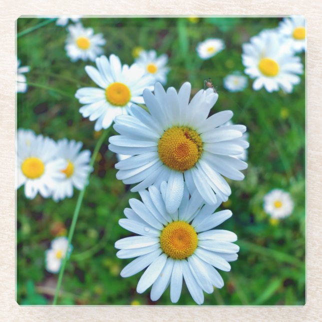 Ox-Eye Daisies Glasuntersetzer (Vorderseite)