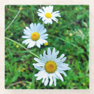 Ox-Eye Daisies Glasuntersetzer