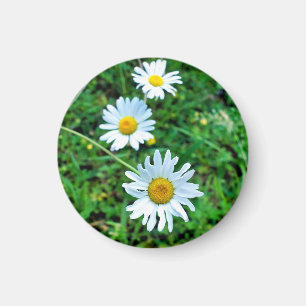 Ox-Eye Daisies Magnet