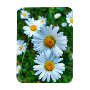 Ox-Eye Daisies Magnet