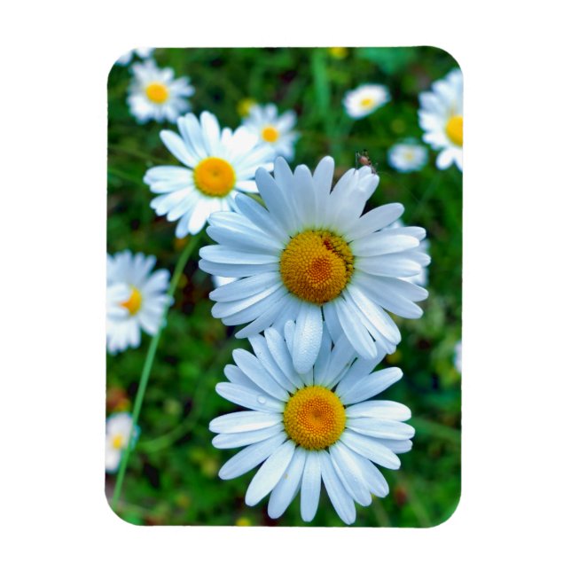 Ox-Eye Daisies Magnet (Vertikal)