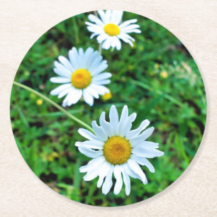 Ox-Eye Daisies Runder Pappuntersetzer
