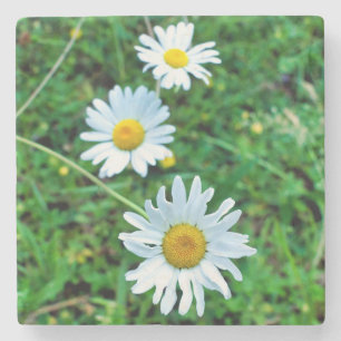Ox-Eye Daisies Steinuntersetzer