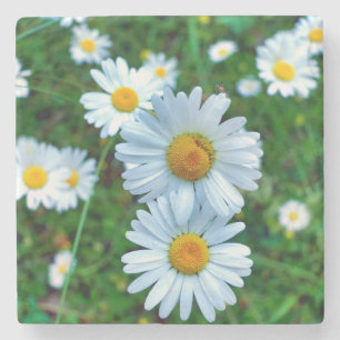 Ox-Eye Daisies Steinuntersetzer
