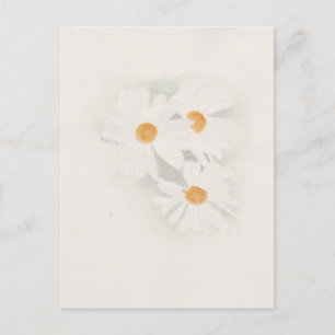 Ox eye daisy postkarte