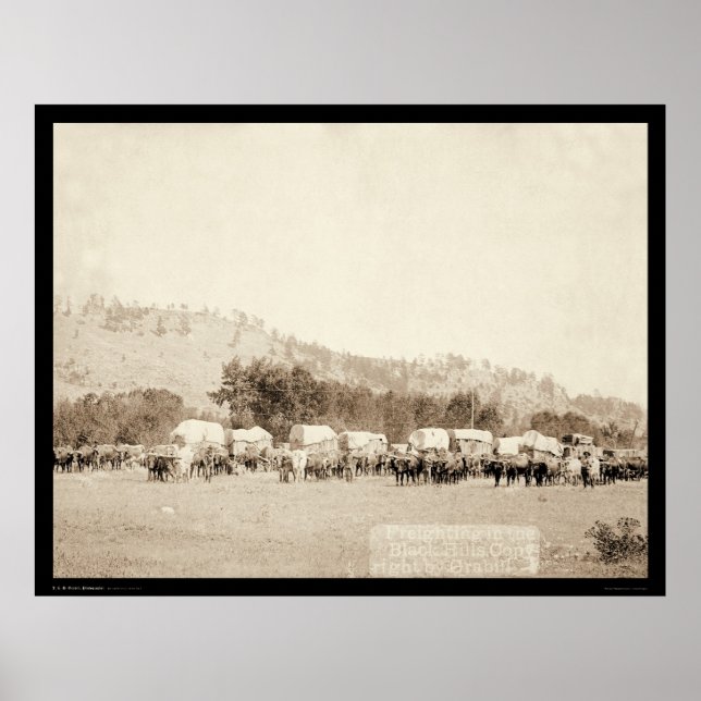 Ox Teams Fraighting in Tal Black Hills SD 1887 Poster (Vorne)