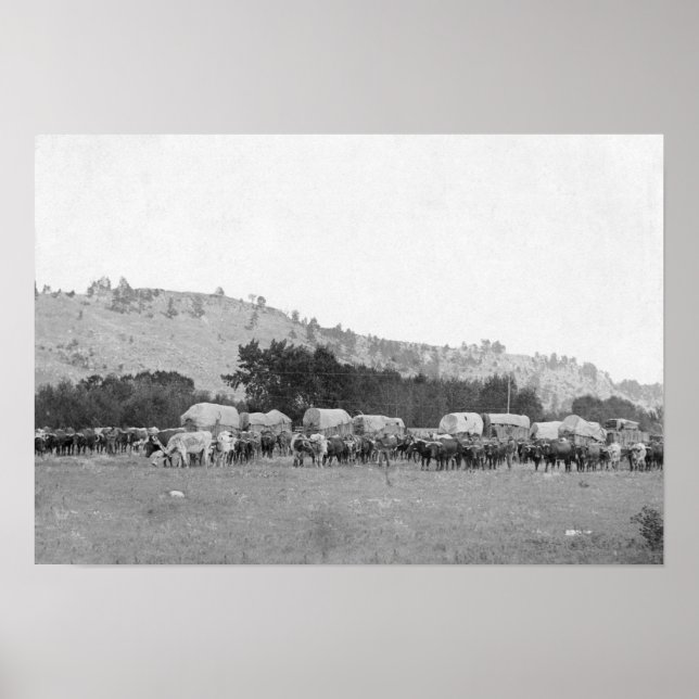 Ox Züge zwischen Sturgis und Deadwood Fotograp Poster (Vorne)