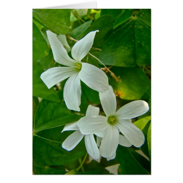 Oxalis (Vorne)