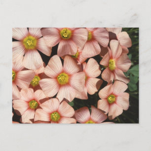 Oxalis, Holzsorrel-Blume Postkarte