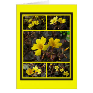 Oxalis Yellow-Flower Houseplant