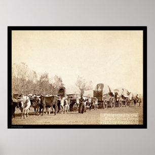 Oxen Freighting in the Black Hills SD 1887 Poster