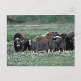 Oxenherde auf Tundra Postkarte