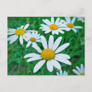 Oxeye Daisy Blume Meadow Foto Fotografie Kunst Postkarte