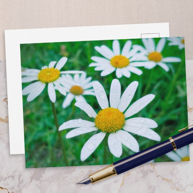 Oxeye Daisy Blume Meadow Foto Fotografie Kunst Postkarte (A postcard with a photo of ox-eye daisies growing in a meadow, with raindrops on their petals)