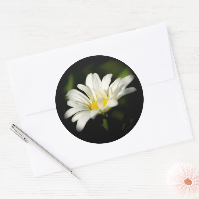 Oxeye Daisy Round Sticker (Umschlag)