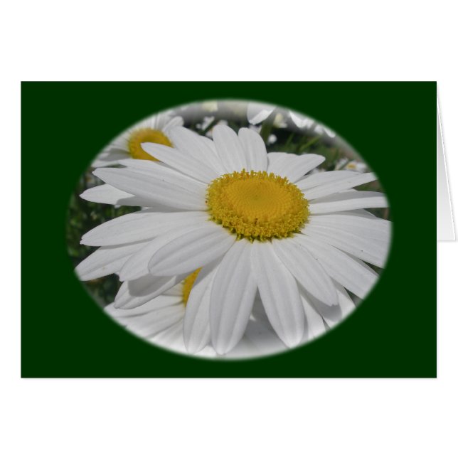 Oxeye Daisy Wildblume Blumenartikel (Vorderseite (Horizontal))