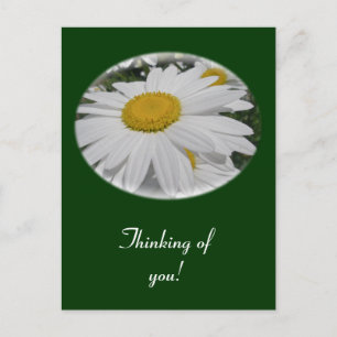 Oxeye Daisy Wildblume "Denken Sie an Sie" Postkarte