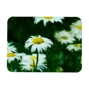Oxeye White Daisies Abstrakter Impressionismus Magnet