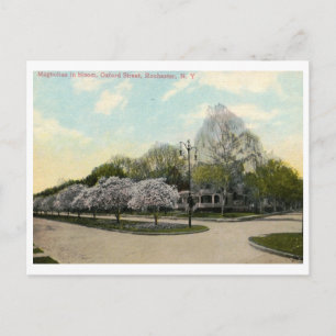 Oxford St. Rochester NY Vintage Postkarte