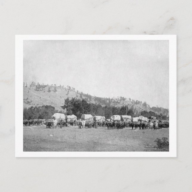 Oxteams und Wagen in einem Schwarzen Tal Postkarte (Vorderseite)