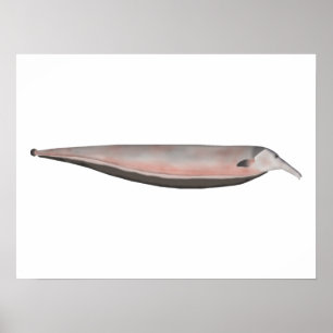 Oxyrhynchus Tube-Schnurrbart Poster