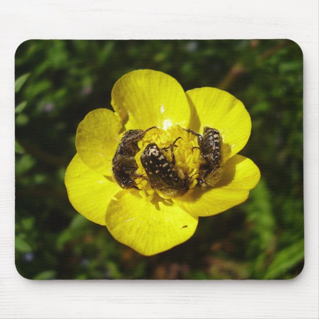 Oxythyrea Funesta Beetles Mouse Mat Mousepad (Vorne)