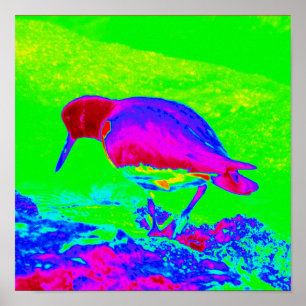 Oyster Catcher Poster