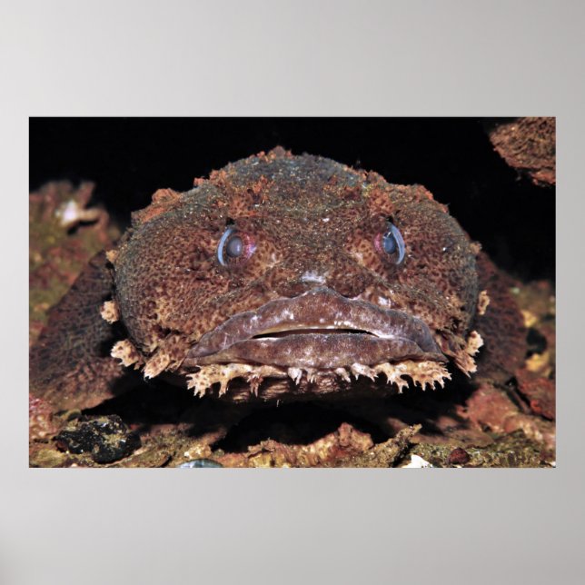 Oyster Toad Portrait Poster (Vorne)