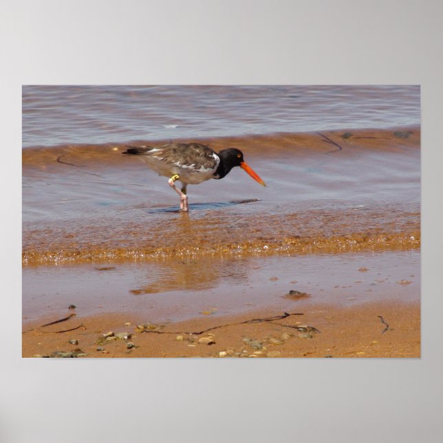 Oystercatcher am Strand von Chappaquiddick Island Poster (Vorne)