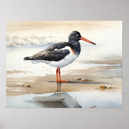 Oystercatcher Bird Art Print Poster