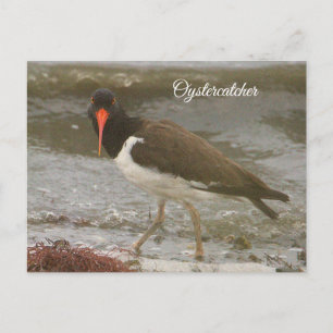 Oystercatcher Foto Postkarte