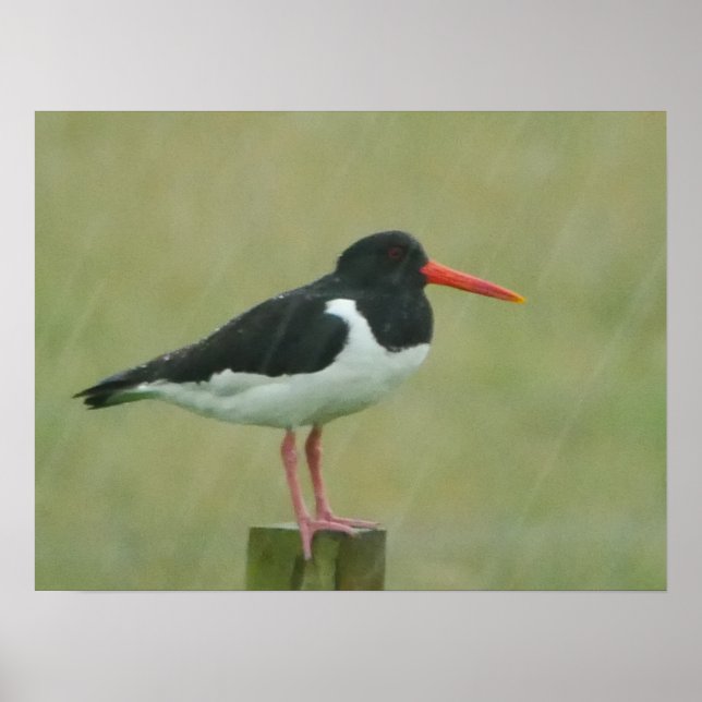 Oystercatcher Poster (Vorne)