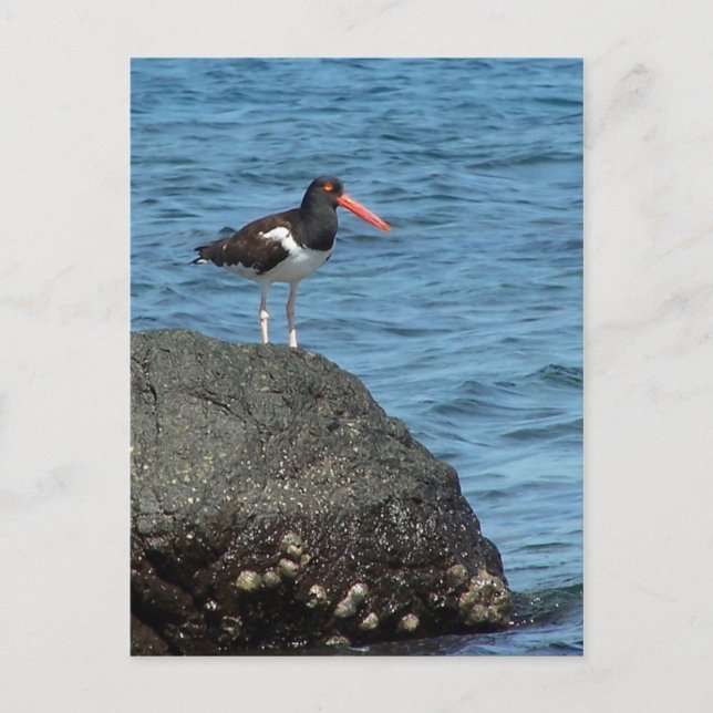 Oystercatcher Shorebird Postcard Postkarte (Vorderseite)