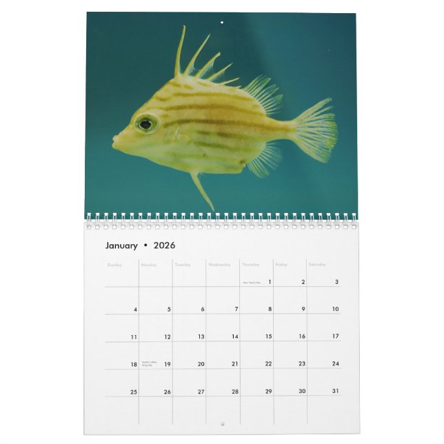 Ozean-Tier-Fotografie-Kalender Kalender (Jan 2026)