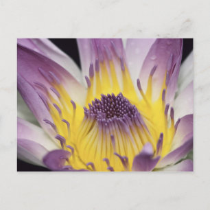 Ozeanien, Fidschi, Lila Panama Pacifica, Nymphea Postkarte