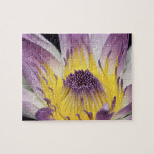 Ozeanien, Fidschi, Lila Panama Pacifica, Nymphea Puzzle