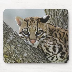 Ozelot, Felis pardalis, in Gefangenschaft, ruhende Mousepad