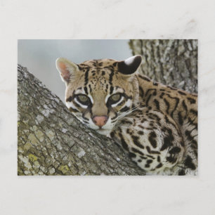 Ozelot, Felis pardalis, in Gefangenschaft, ruhende Postkarte