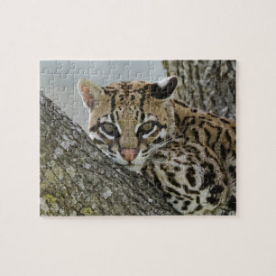 Ozelot, Felis pardalis, in Gefangenschaft, ruhende Puzzle